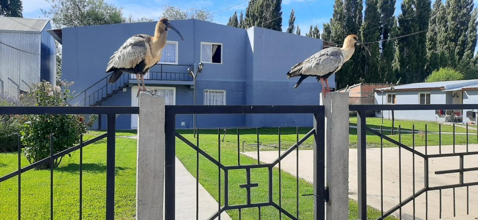 Departamentos Mawer Apartment El Calafate